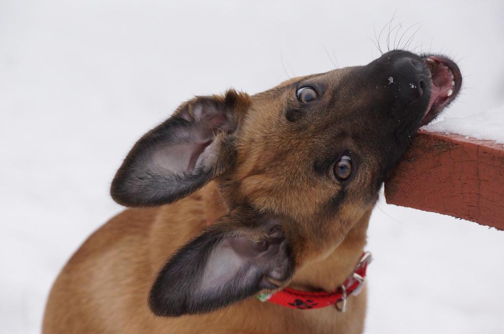A belgian malinois puppy chewing the corner of wooden table using its back teeth